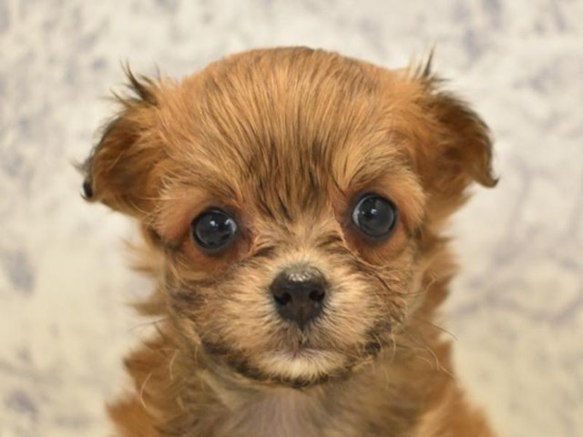 静岡県のハーフ犬 (ペッツワン浜松雄踏店/2023年12月8日生まれ/女の子/レッド)の子犬
